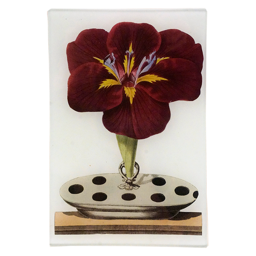 Gladiola