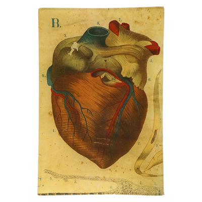 Heart
