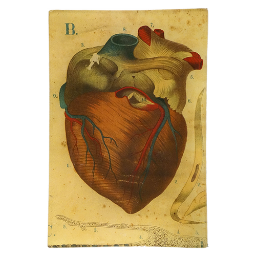 Heart
