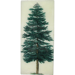 Evergreen Tree