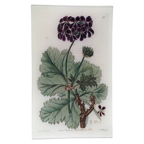 Purple Geranium