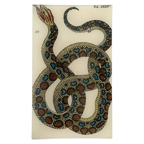 Snake XXXIV