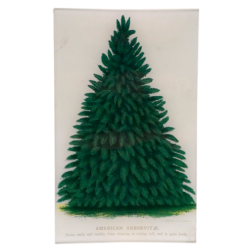 American Arborvitae