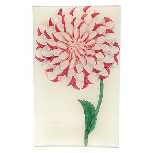 Harris's Dahlia
