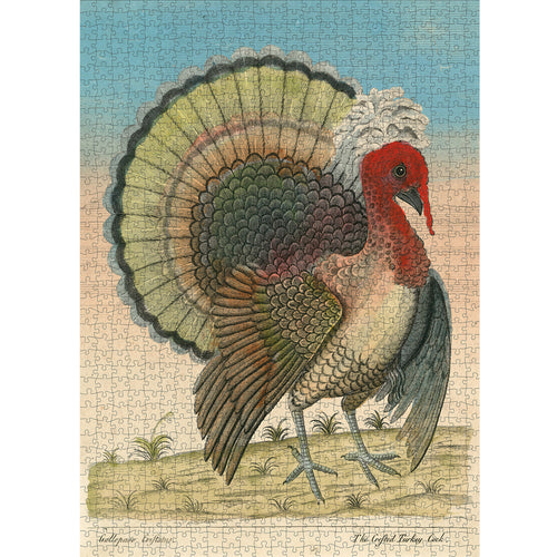 Crested Turkey