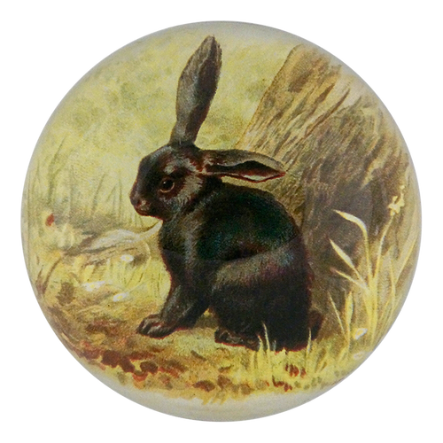 Black Bunny