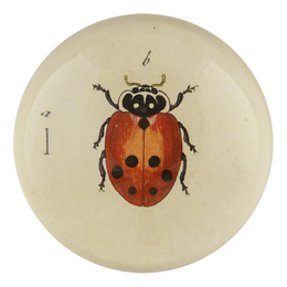 Little Ladybug