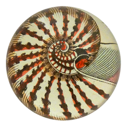 Nautilus Shell 160