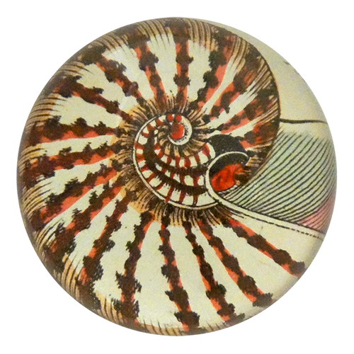 Nautilus Shell 160