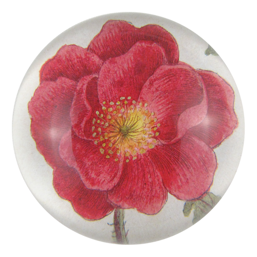 Rosa Rubra