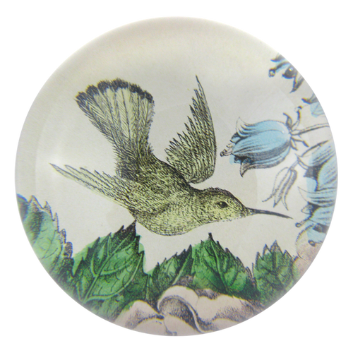 Sepia Hummingbird