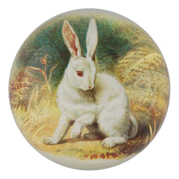 White Bunny