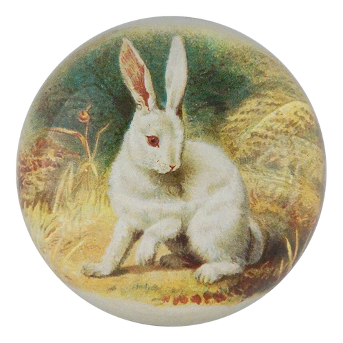 White Bunny