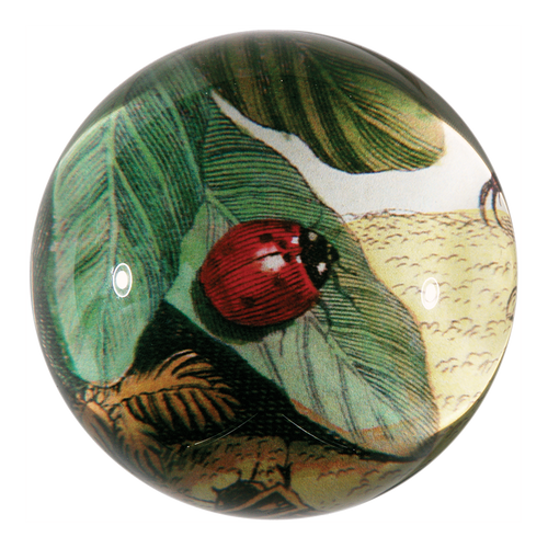 Ladybug