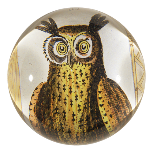 Owl
