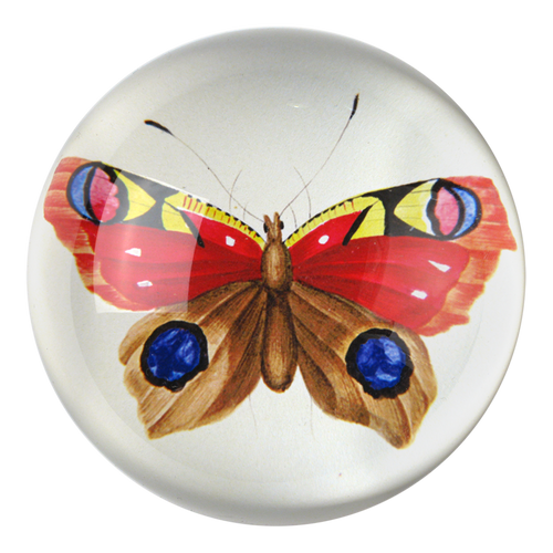 Painted Papillion