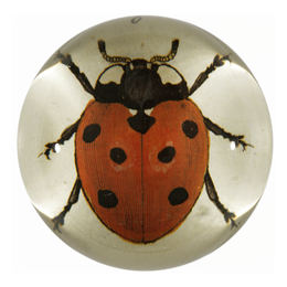 Red Ladybug