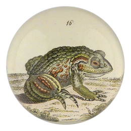 Frog #16