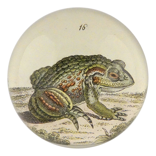 Frog #16
