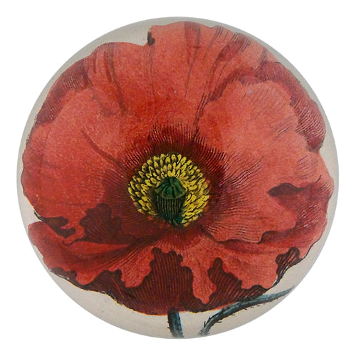 Garden Poppy