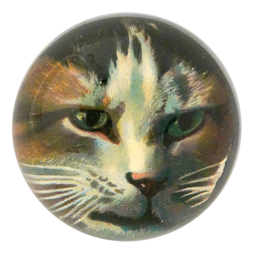 Jack Cat