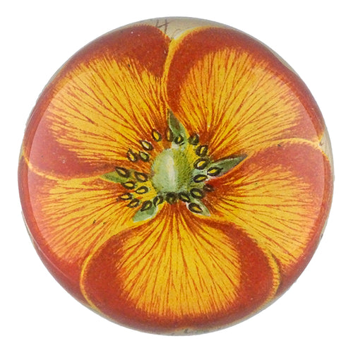 Orange Nasturtium