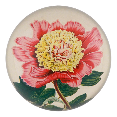 Peony Albifl