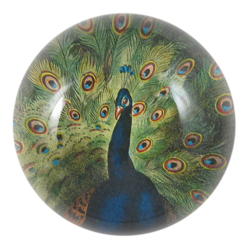 Peacock Close-up