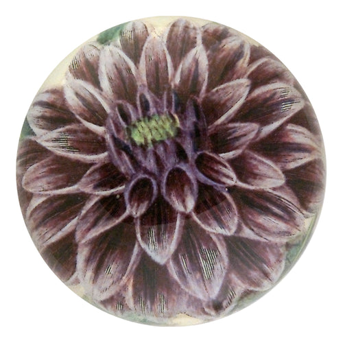 Purple Dahlia