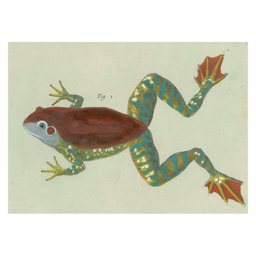 Figure 1 (Frog)