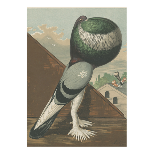 Green Pouter Cock