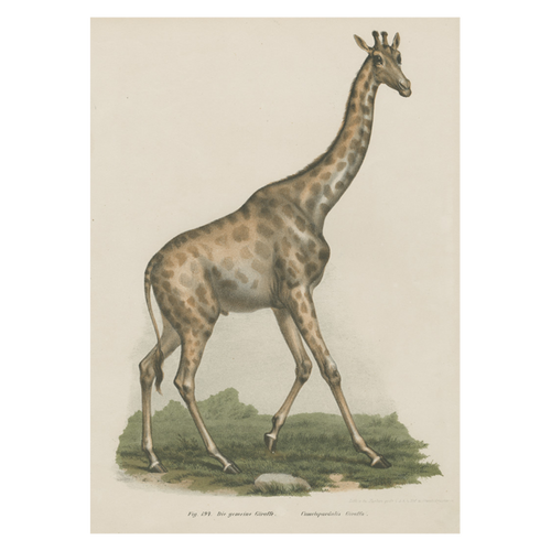 Giraffe