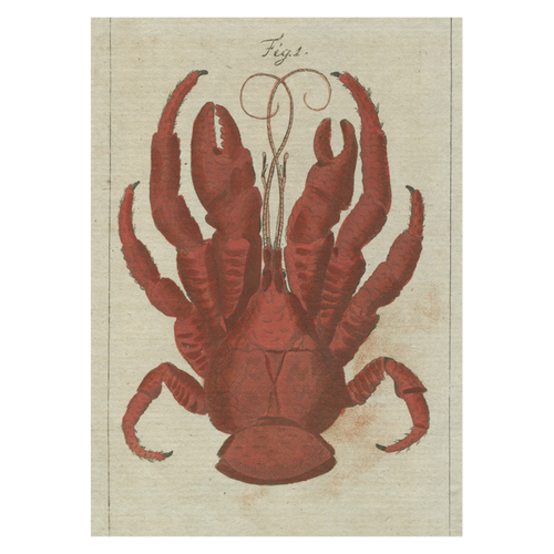 Coconut Crab