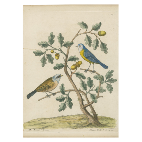 Mountain Titmouse