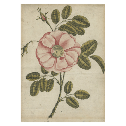Painted Rose