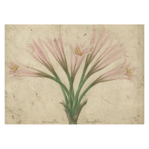 Amaryllis