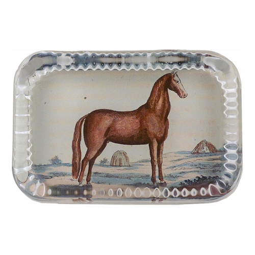 Brown Horse 5