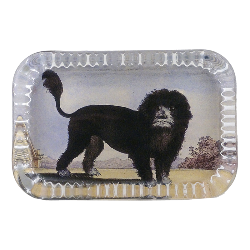 Le Chien Lion
