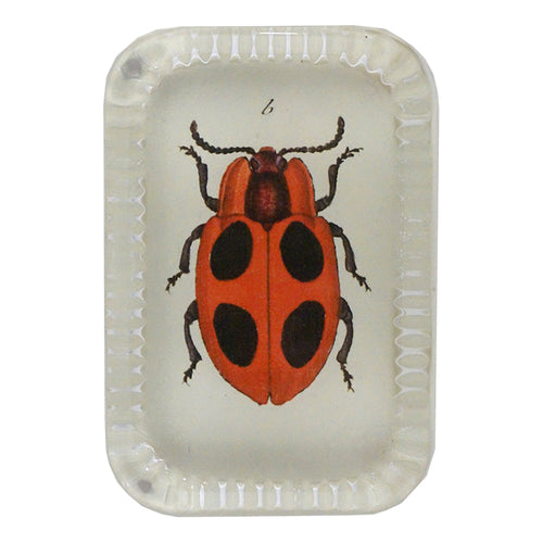 Big Dot Ladybug
