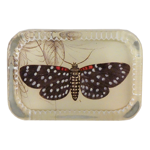 Spotted Butterfly