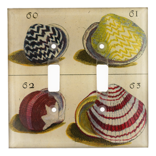 Shells #60