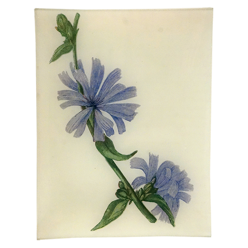 Blue Succory