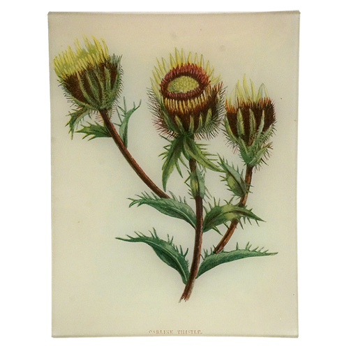 Carline Thistle