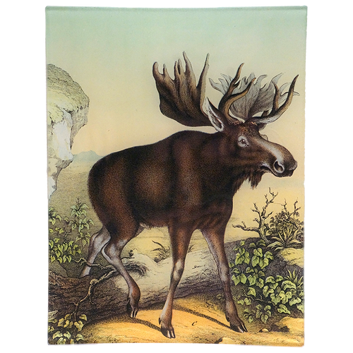 Coco Moose C.