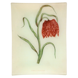 Common Fritillary