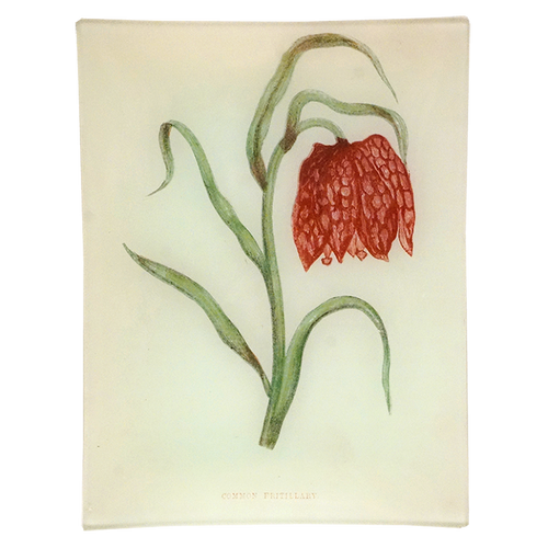 Common Fritillary