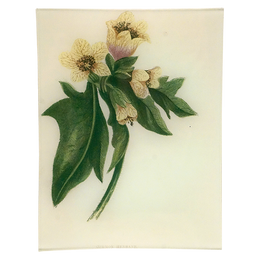 Common Henbane