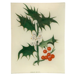 Common Holly