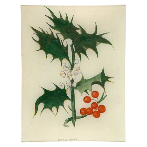 Common Holly