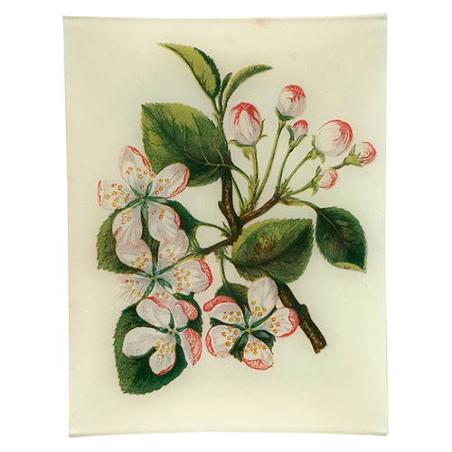 Crab Apple
